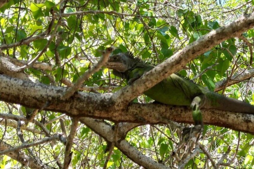 A green parrot perched on a tree branch surrounded by dense foliage. 1