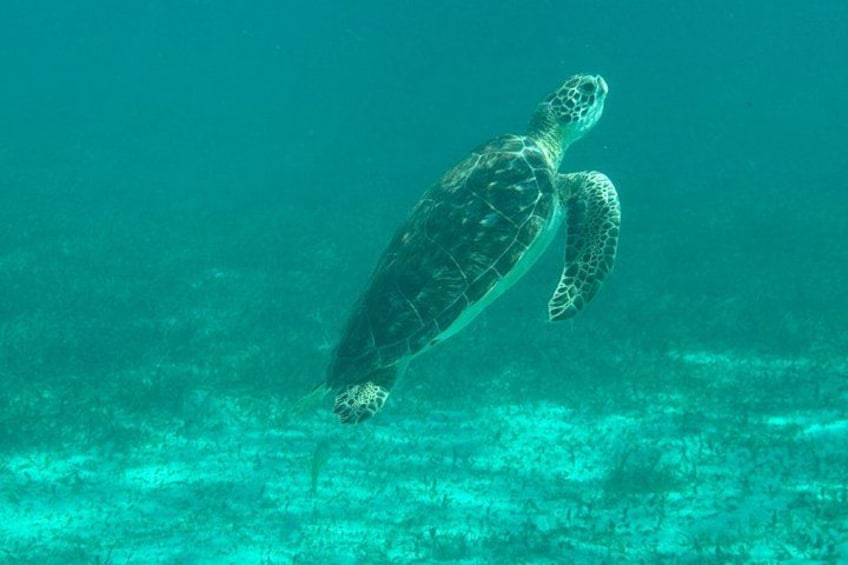 A sea turtle swimming underwater. 1
