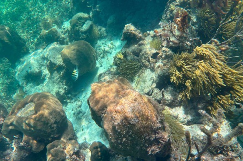 A coral reef with large rocks, sea anemones, and a striped fish. 4