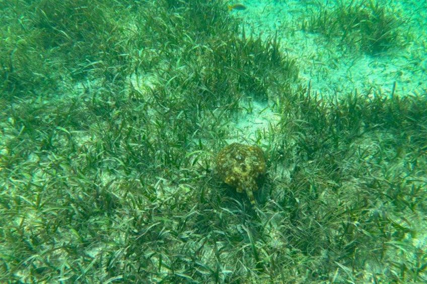 Underwater seaweed and a coral formation. 3