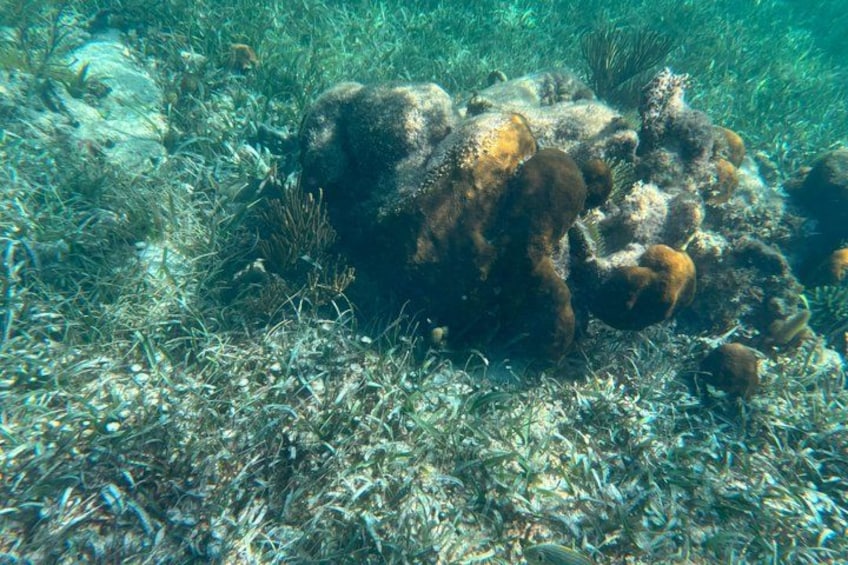 An underwater scene with a large coral formation surrounded by seaweed. 2