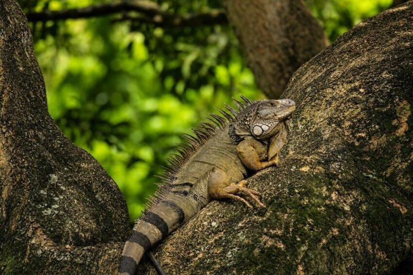 A lizard on a tree branch in a forest. 3