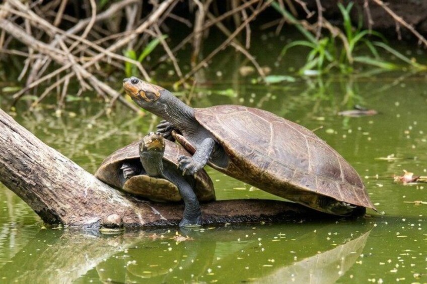 A turtle on a log in a body of water. 2