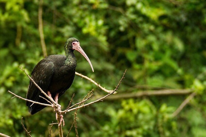 A large bird with a long beak perched on a branch. 1