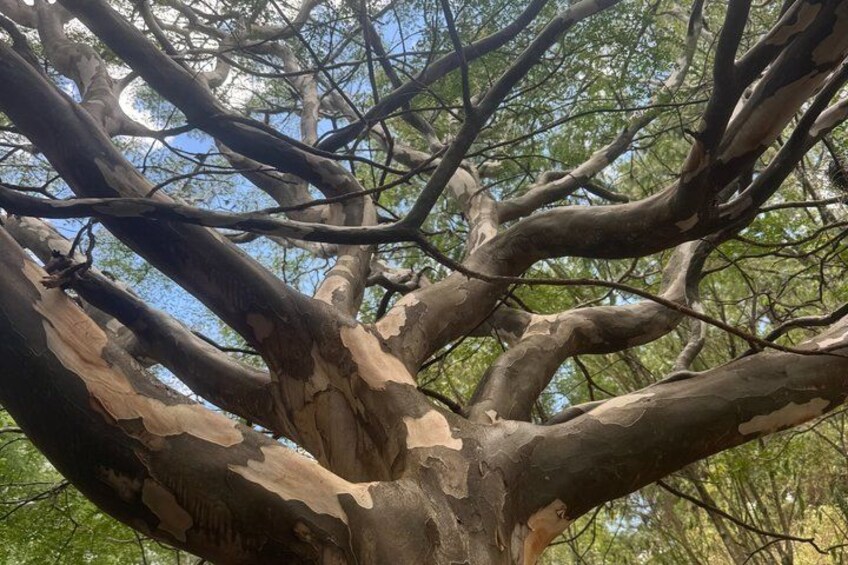 A large tree with thick branches and textured bark. 5