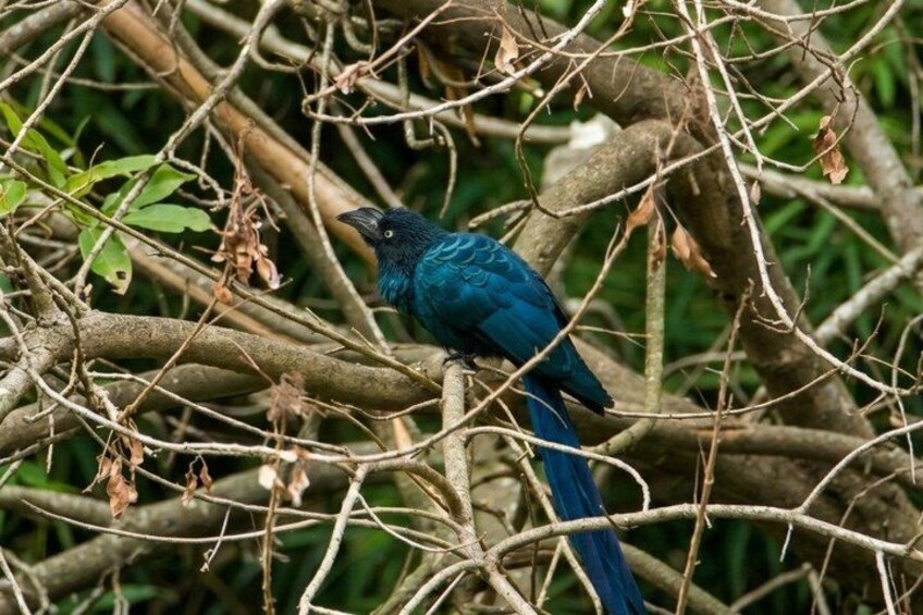A bird perched on a branch surrounded by dense foliage. 4