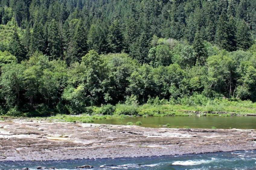 A riverbank with a rocky foreground and dense forest in the background. 2
