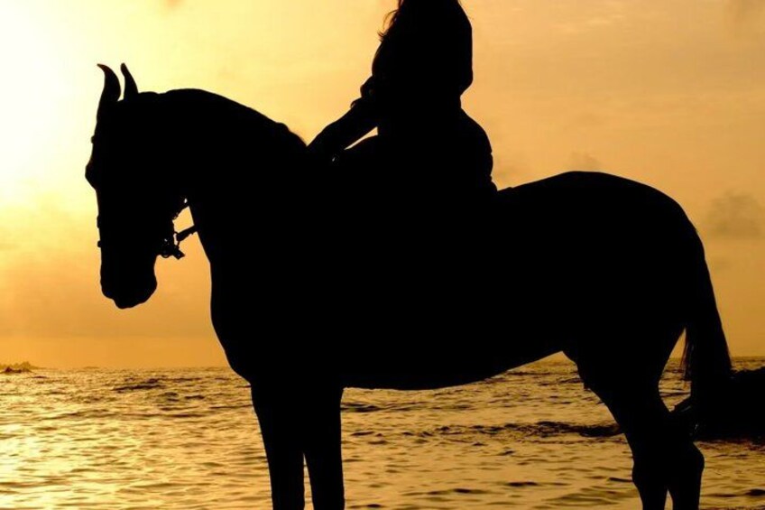 A silhouette of a person riding a horse against a sunset over the ocean. 3