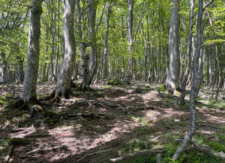 A dense forest with tall trees, a ground covered in leaves and branches, and a path winding through the underbrush. 4