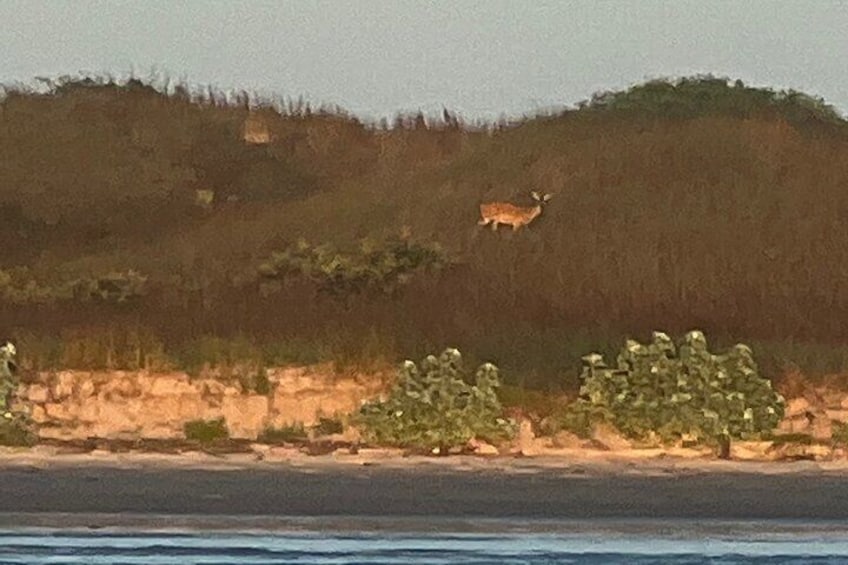 A deer on a hill, a beach, and some bushes. 4