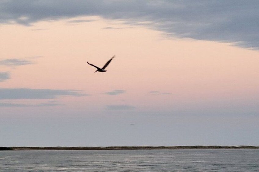 A bird flying over a calm body of water during sunset. 2