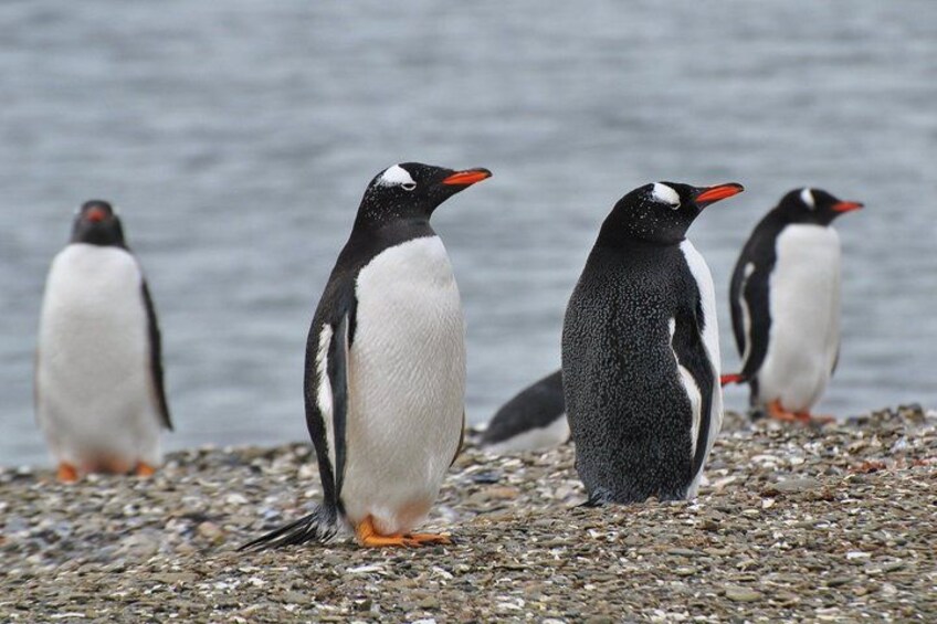 Penguins standing on a rocky shore with water in the background. 3