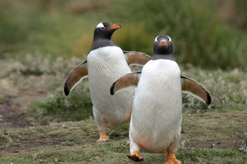 Two penguins standing on grass. 2