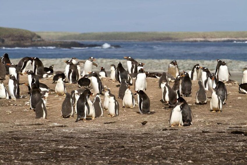 A group of penguins on a rocky beach with the ocean in the background. 1