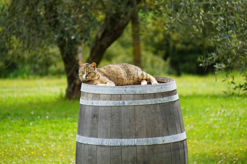 Un chat est allongé sur un tonneau en bois, dans un champ herbeux, avec des arbres en arrière-plan. 3