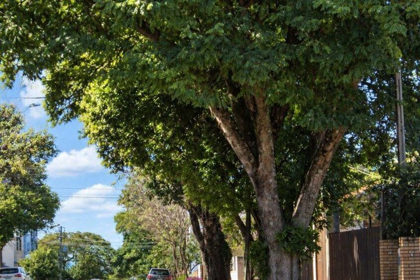 A large tree with a thick trunk and dense green foliage. 5