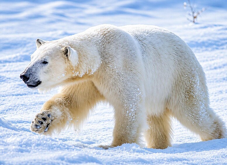 Ein Eisbär durchschreitet Schnee. 1