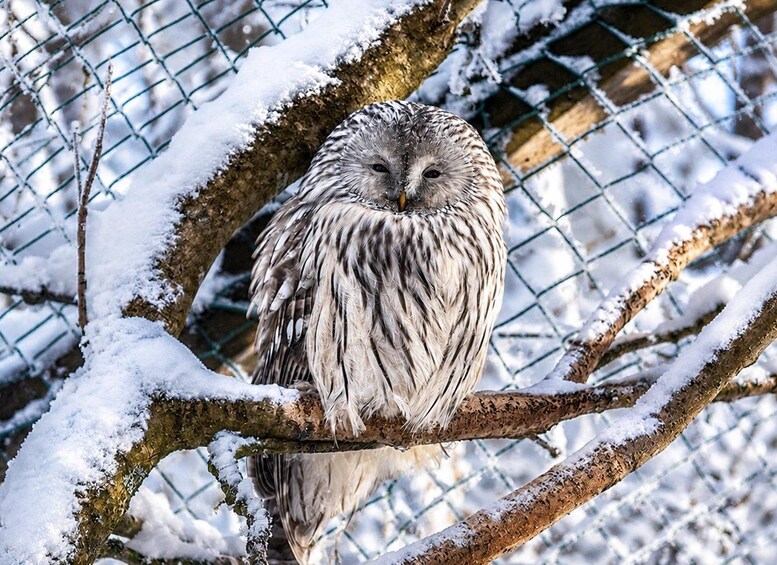 Eine Schnee-Eule sitzt auf einem Ast zwischen schneebedeckten Ästen und einem Drahtzaun im Hintergrund. 2