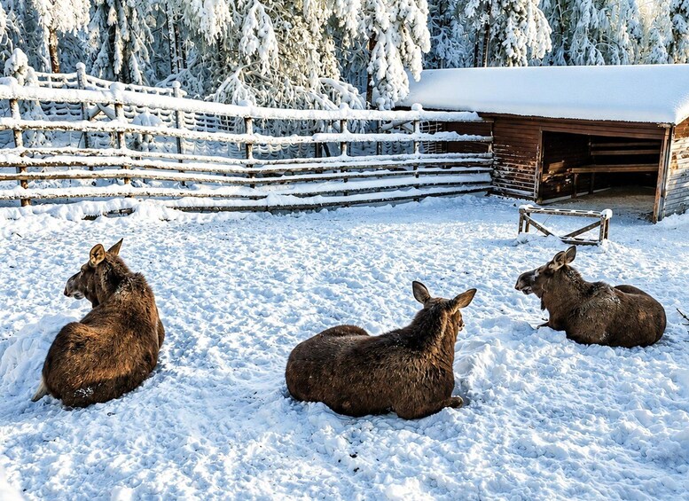 Drei Elche ruhen in einem verschneiten Gehege mit einem Holzzaun und einem Schuppen im Hintergrund. 4