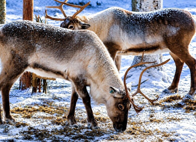 Zwei Rentiere grasen in einer verschneiten Winterlandschaft mit Bäumen und einem Zaun im Hintergrund. 3