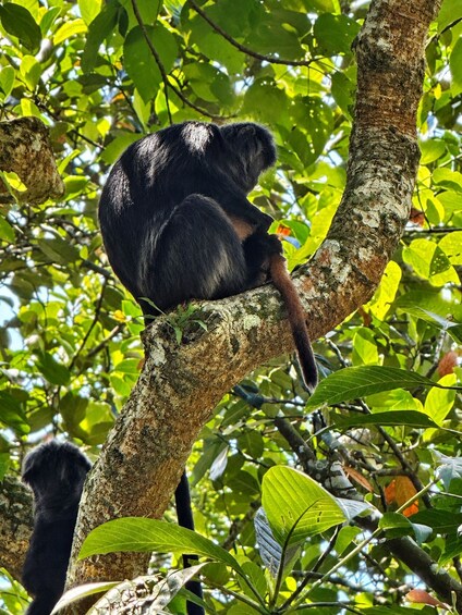 Un mono negro sentado en una rama de árbol rodeado de hojas verdes. 2