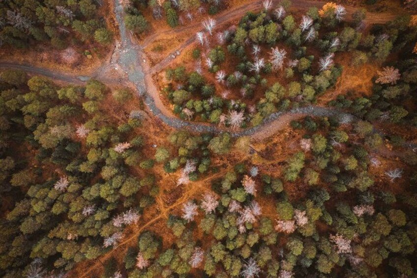 An aerial view of a forest with winding paths and clusters of trees. 2