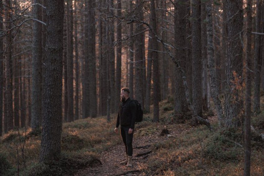 A person standing in a forest with tall trees and a path. 3