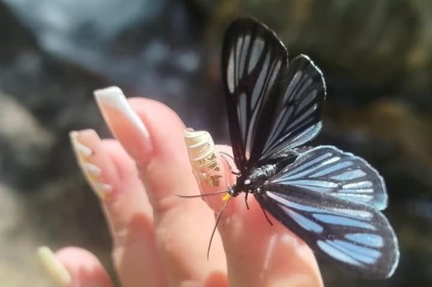 A butterfly with black and blue wings resting on a human hand. 2
