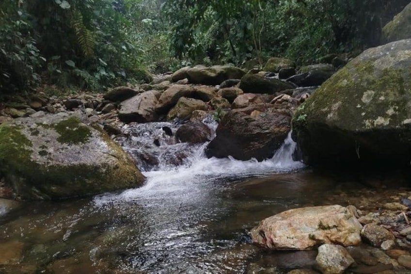 A stream flowing over rocks in a forested area. 5