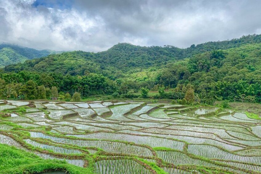 Terraced rice fields, lush green hills, and a cloudy sky. 4