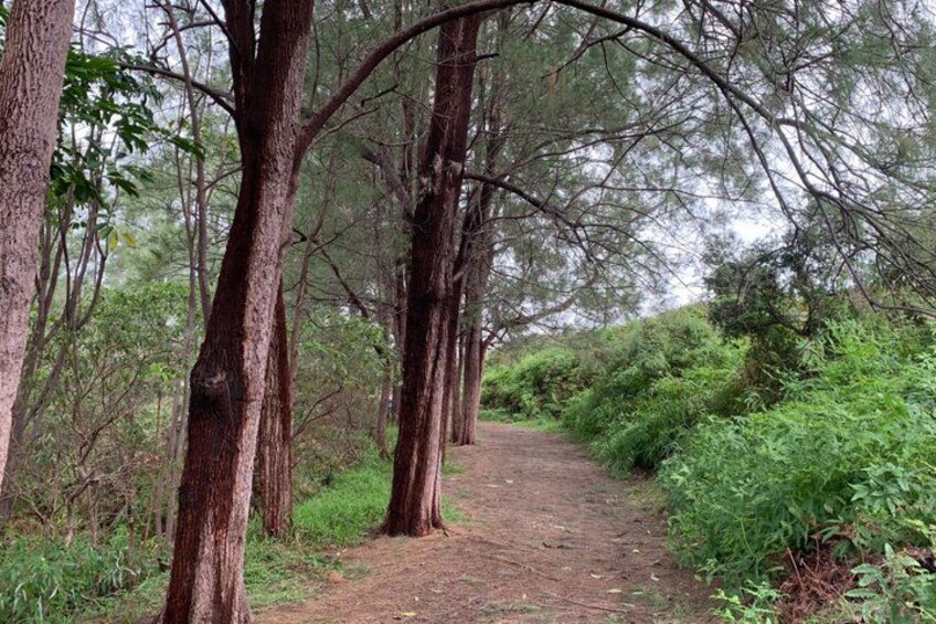 A forest path surrounded by tall trees and dense underbrush. 5