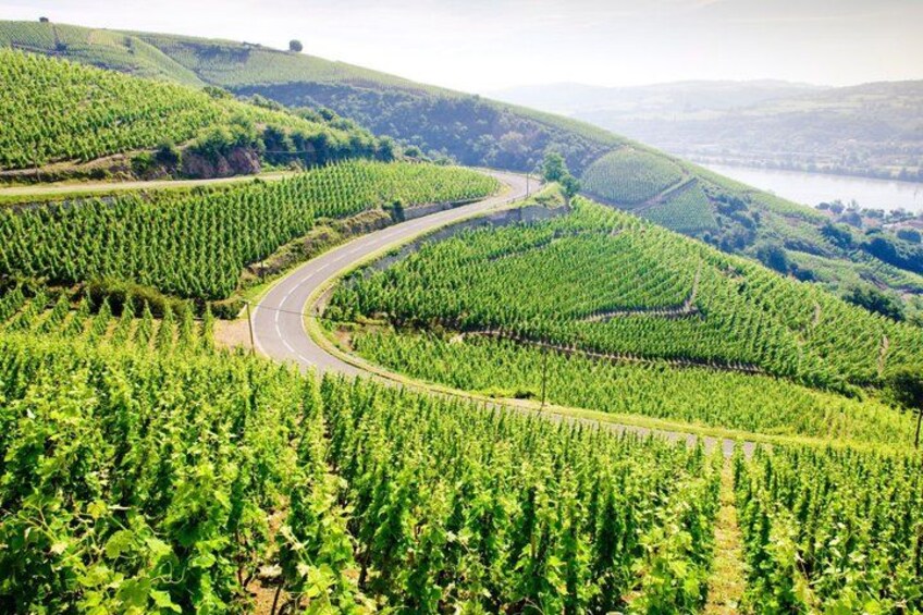 A vineyard with rows of grapevines and a winding road. 5