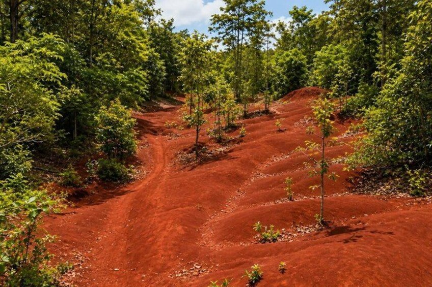 A dirt path winding through a forest with red soil and green foliage. 2