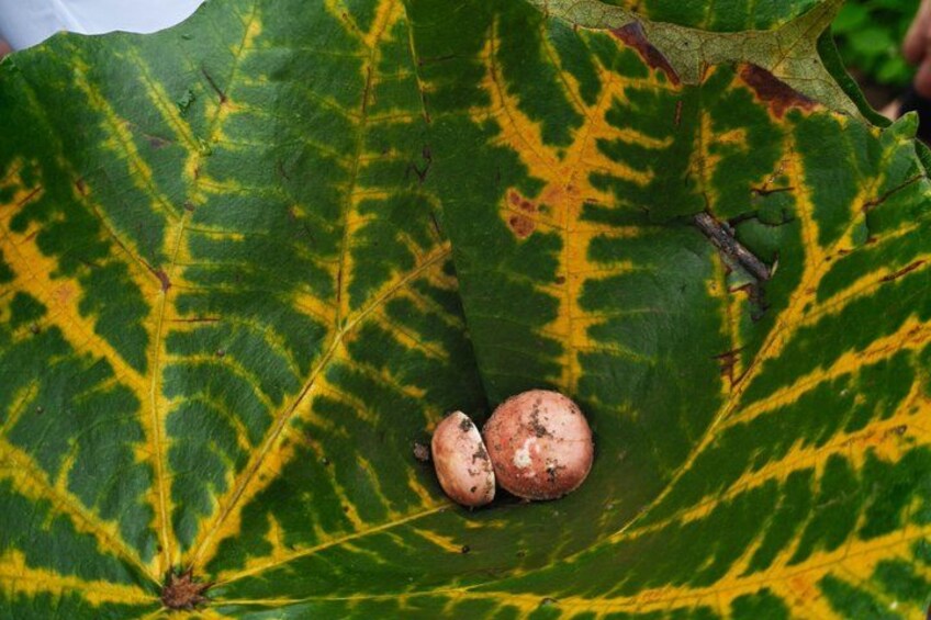 A leaf with two round, brownish objects resembling eggs or fruits. 5