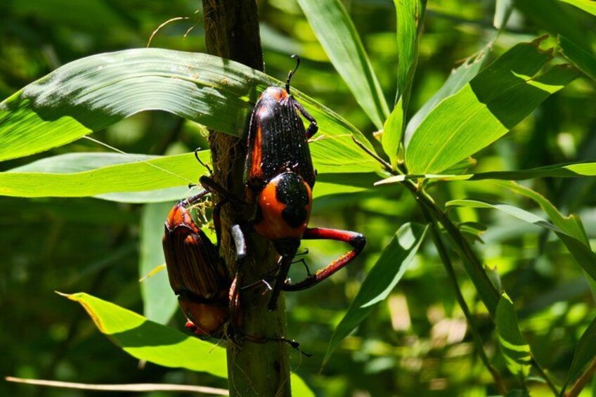 Two beetles on a plant stem with green leaves in the background. 3