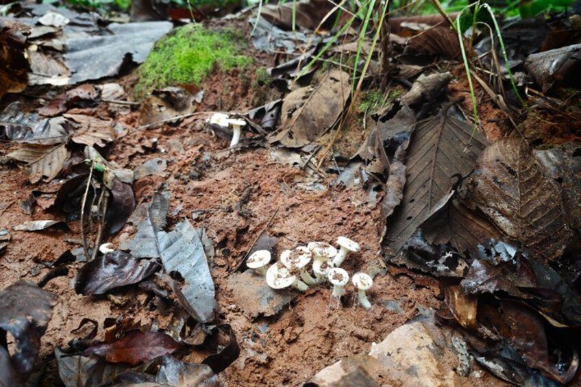 A forest floor with decaying leaves, mushrooms, and a small patch of moss. 4
