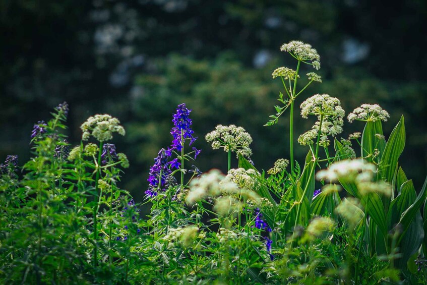 A field of wildflowers with purple and white blooms, and green foliage. 4