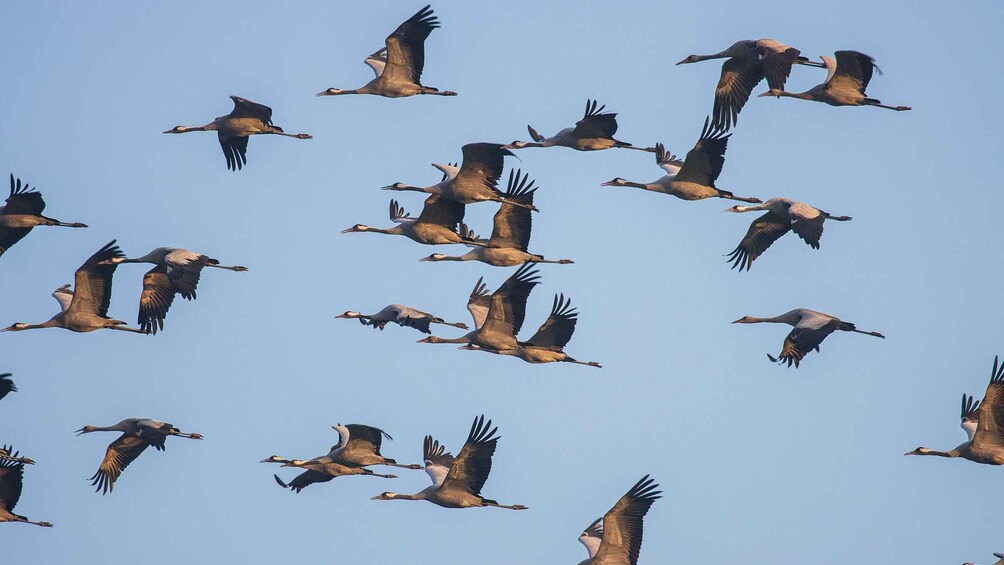 A flock of birds flying in formation against a clear sky. 2