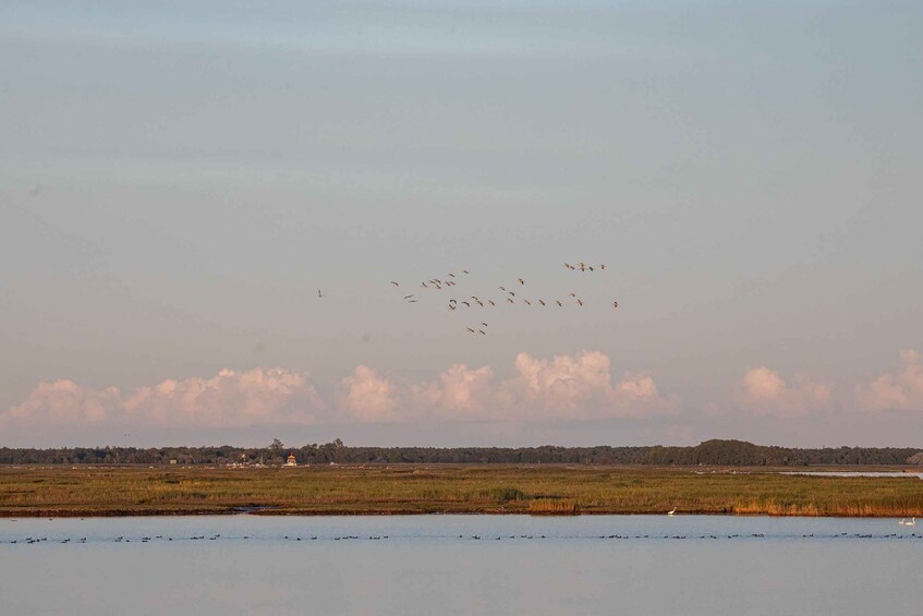 A flock of birds flying over a marshy landscape with a body of water in the foreground and a distant shoreline with buildings. 4