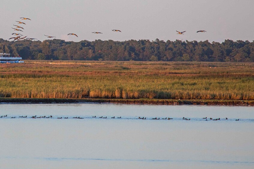 A river with ducks swimming, a boat on the water, and a forest in the background. 5