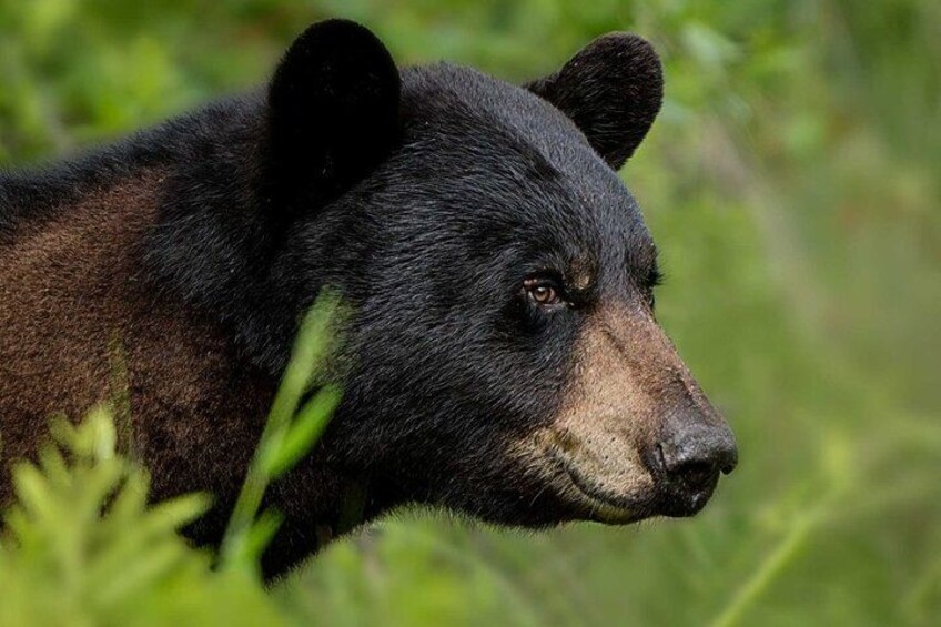 A close-up of a bear's face in a natural setting. 1