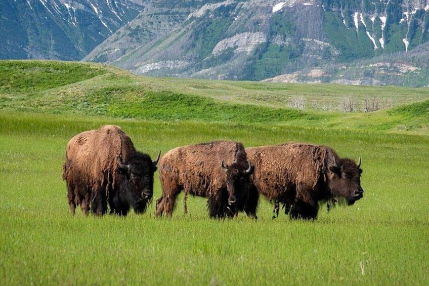 Three bison grazing in a grassy field with mountains in the background. 2