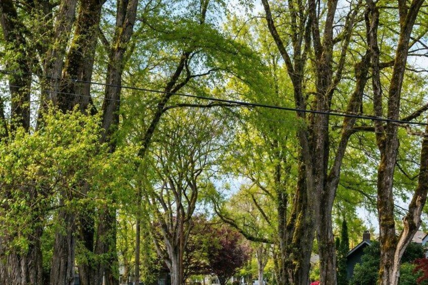 A dense forest with tall trees and a power line. 3