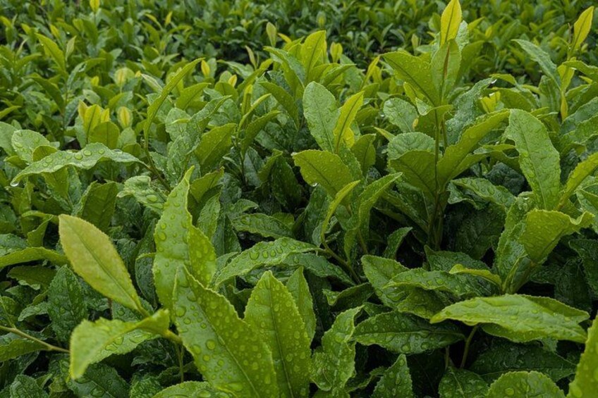 A dense plantation of green tea plants with water droplets on the leaves. 5