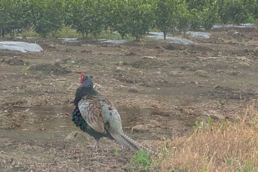 A bird standing on a dry, barren field with sparse vegetation and a few trees in the background. 3