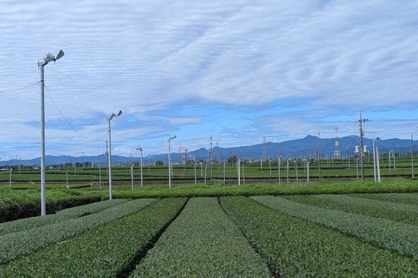 A field with evenly spaced crops and utility poles with attached equipment. 1