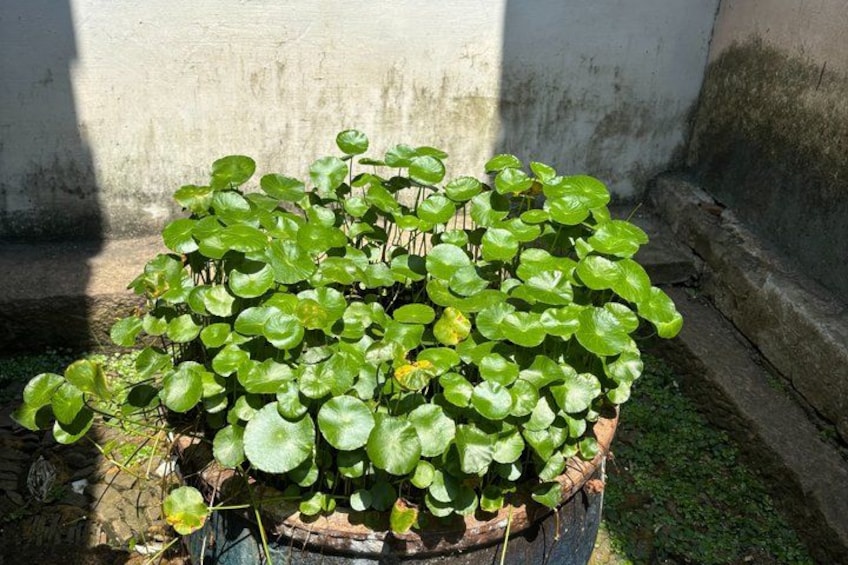 A potted plant with broad green leaves in a shaded area. 4