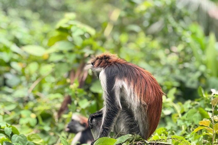 A monkey with reddish-brown fur sitting among green foliage. 4