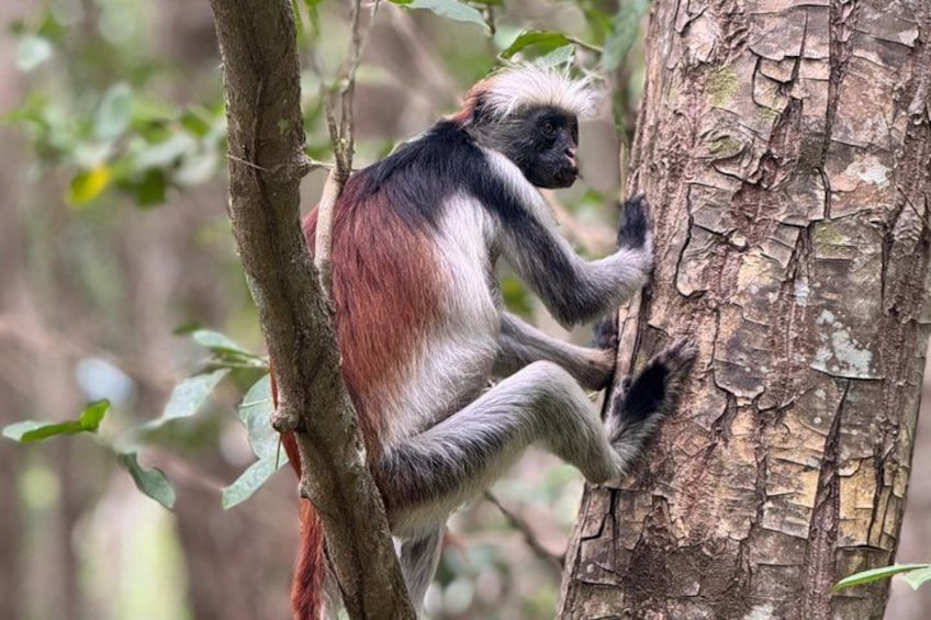A monkey climbing a tree in a forest. 1