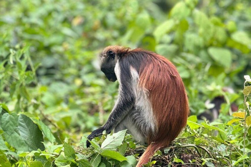 A monkey in a green, leafy environment. 5